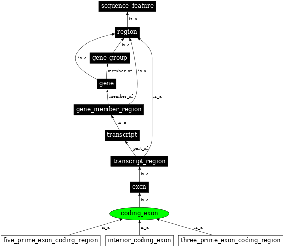Graph image for SO:0000195