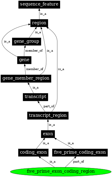 Graph image for SO:0000196