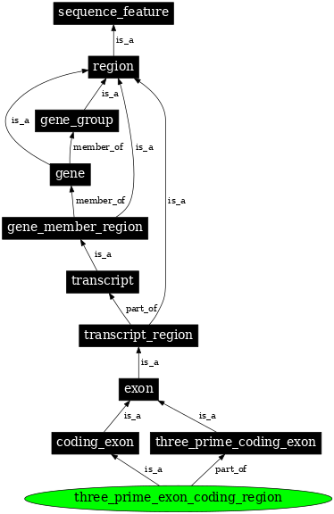 Graph image for SO:0000197