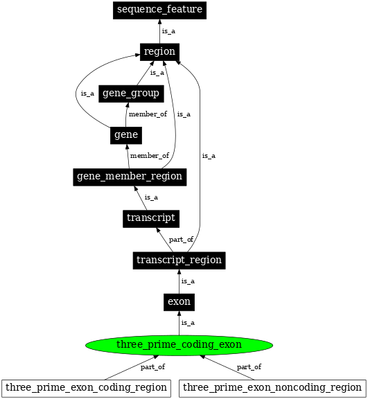 Graph image for SO:0000202