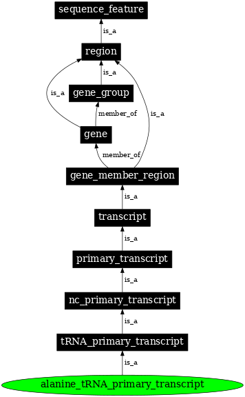 Graph image for SO:0000211