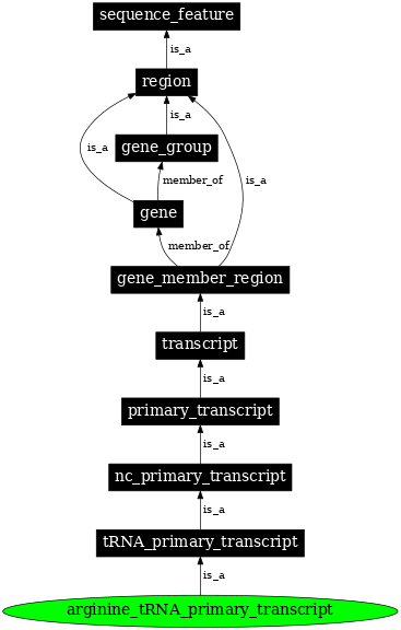 Graph image for SO:0000212