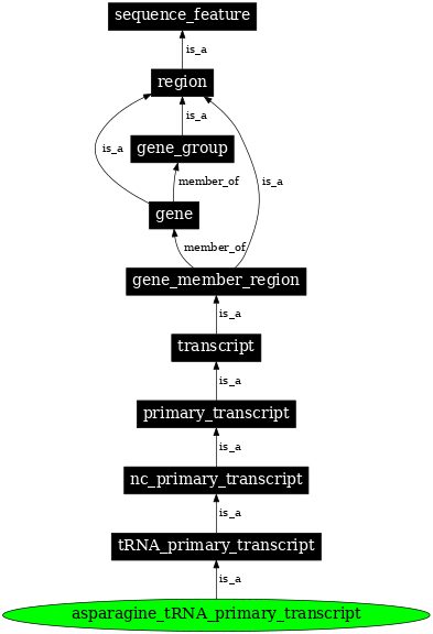 Graph image for SO:0000213