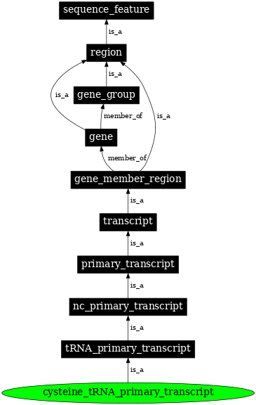 Graph image for SO:0000215