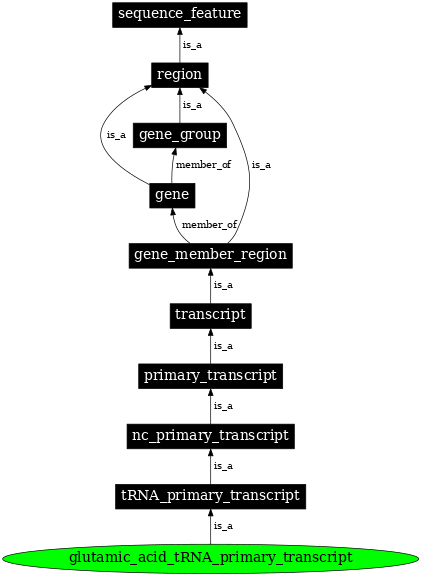 Graph image for SO:0000216
