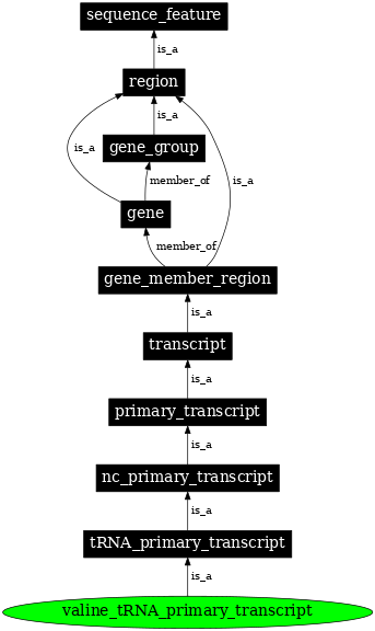 Graph image for SO:0000230