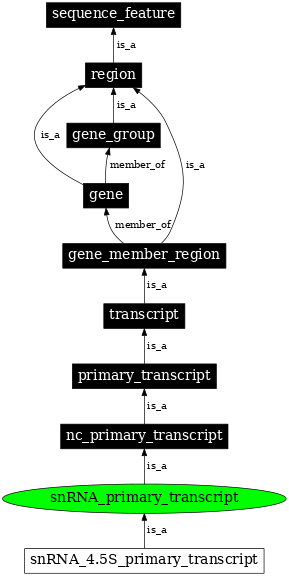 Graph image for SO:0000231