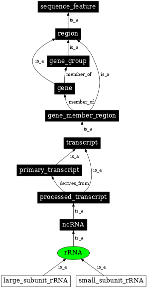 Graph image for SO:0000252