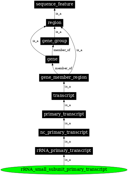 Graph image for SO:0000255