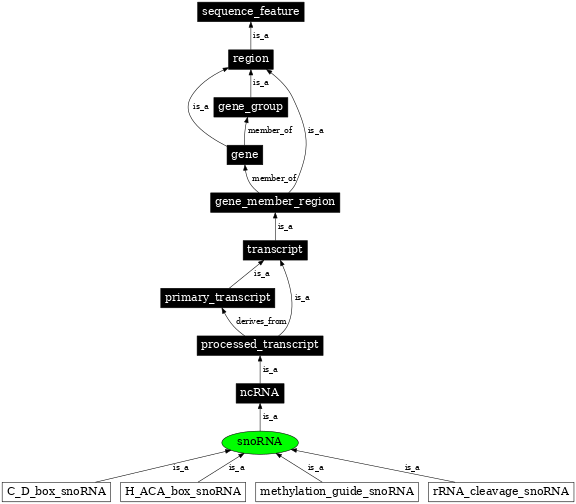 Graph image for SO:0000275