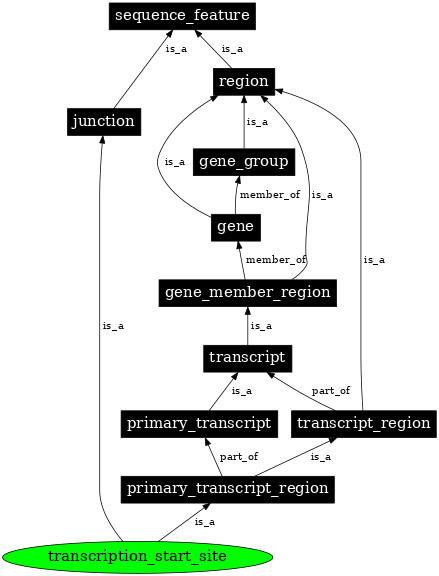 Graph image for SO:0000315