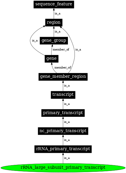 Graph image for SO:0000325