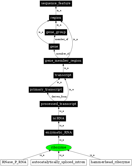 Graph image for SO:0000374