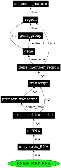 Graph image for SO:0000385