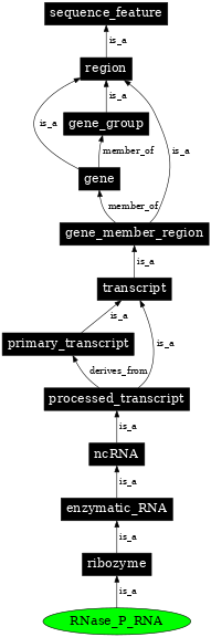 Graph image for SO:0000386