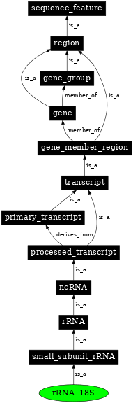 Graph image for SO:0000407