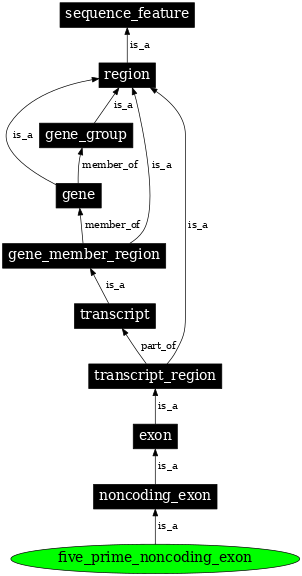 Graph image for SO:0000445