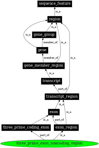 Graph image for SO:0000484