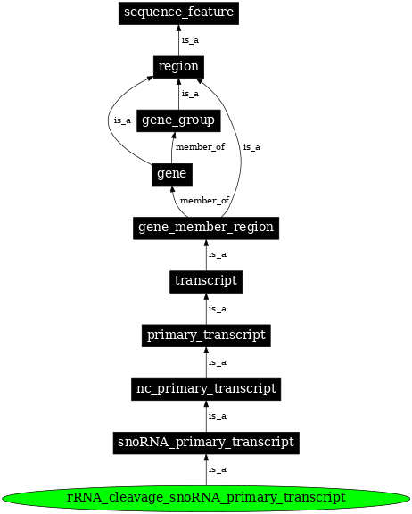 Graph image for SO:0000582