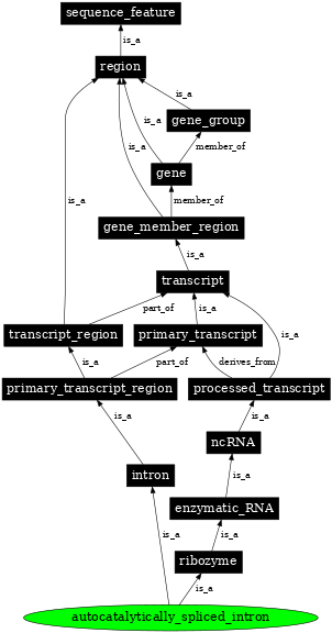 Graph image for SO:0000588