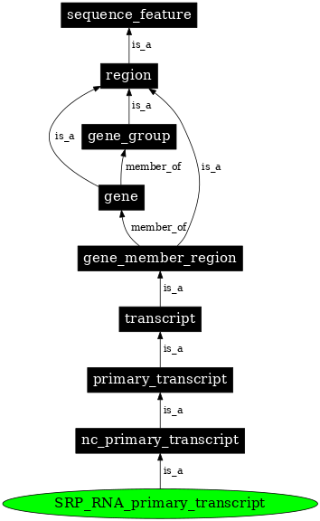 Graph image for SO:0000589