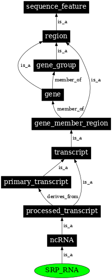 Graph image for SO:0000590
