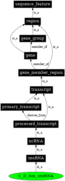 Graph image for SO:0000593