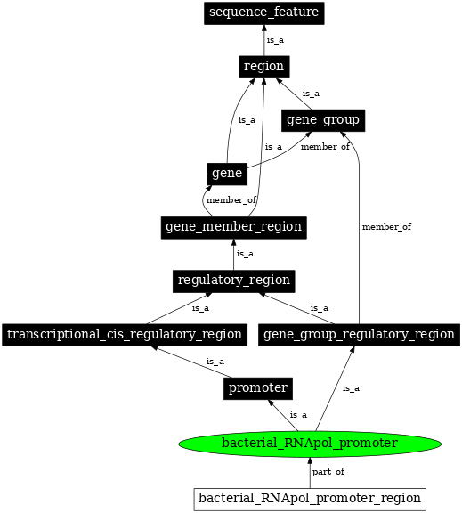 Graph image for SO:0000613