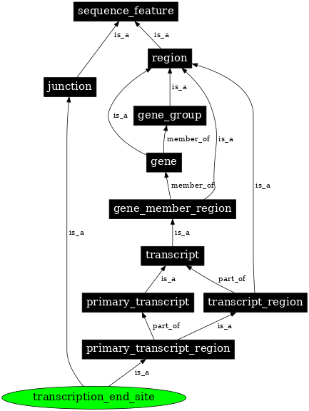 Graph image for SO:0000616
