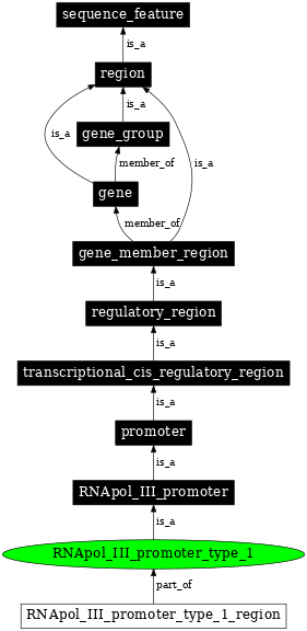 Graph image for SO:0000617