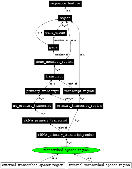 Graph image for SO:0000638