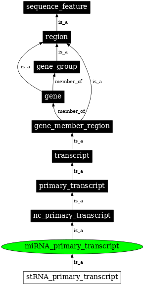 Graph image for SO:0000647