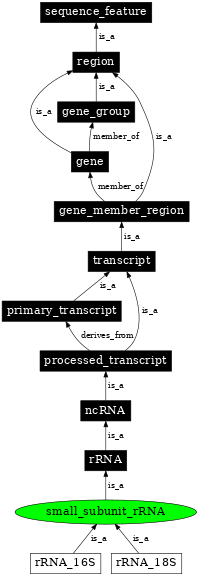 Graph image for SO:0000650