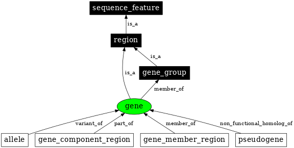 Graph image for SO:0000704
