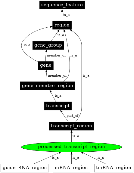 Graph image for SO:0000834