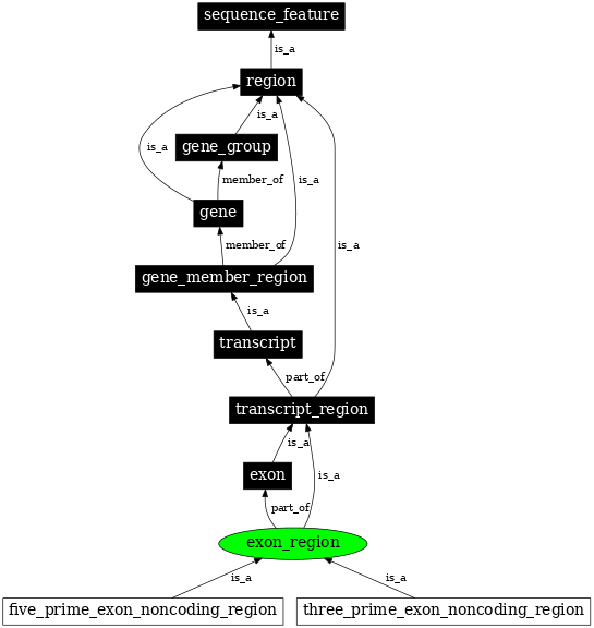 Graph image for SO:0000852