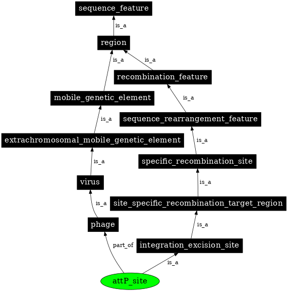 Graph image for SO:0000942