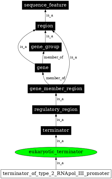 Graph image for SO:0000951