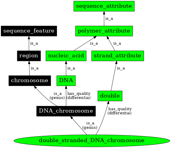 Graph image for SO:0000955