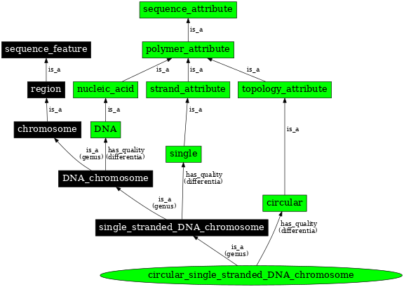 Graph image for SO:0000960
