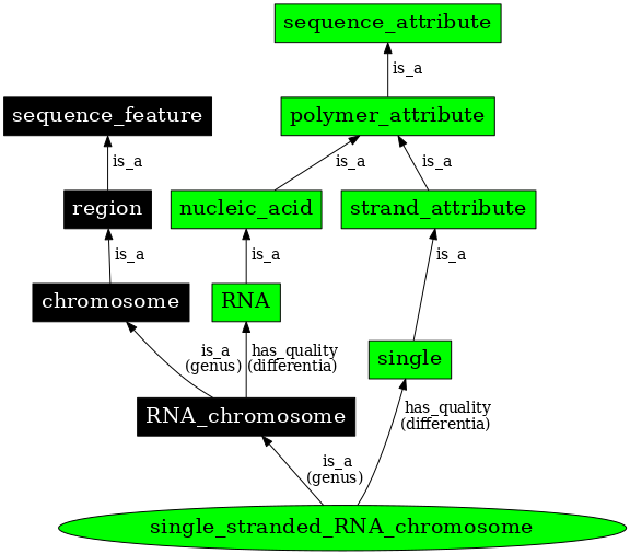 Graph image for SO:0000962