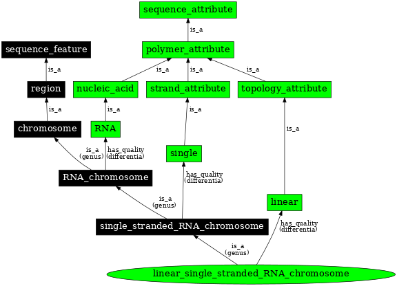 Graph image for SO:0000963