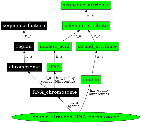 Graph image for SO:0000965