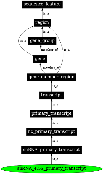 Graph image for SO:0005837