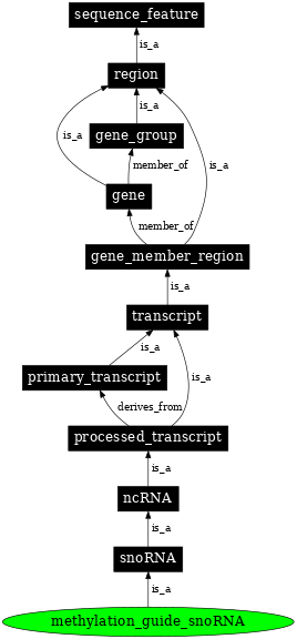 Graph image for SO:0005841
