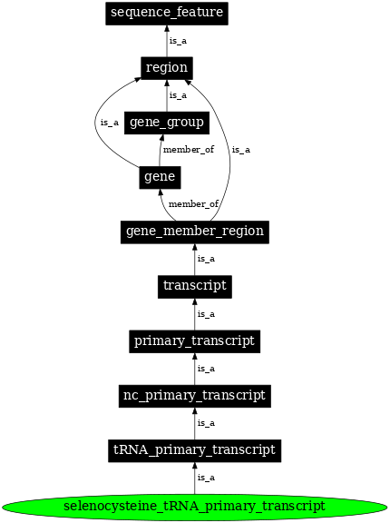 Graph image for SO:0005856