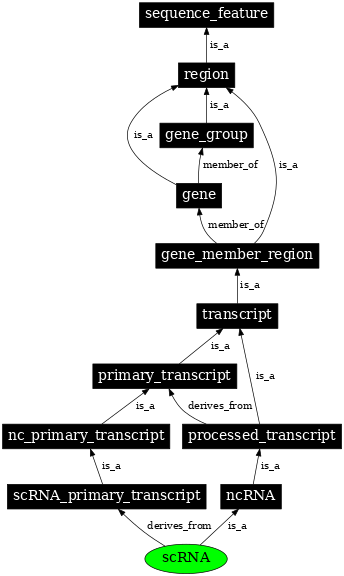 Graph image for SO:0000013
