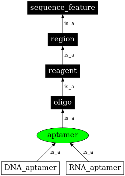 Graph image for SO:0000031