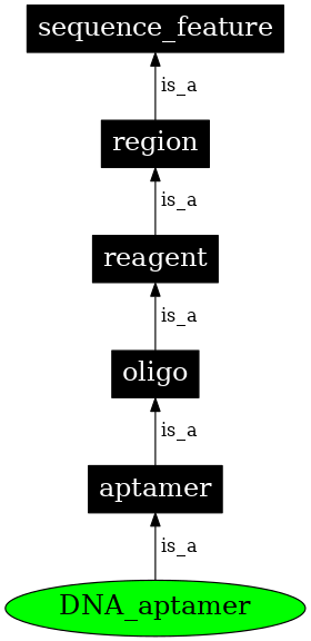 Graph image for SO:0000032
