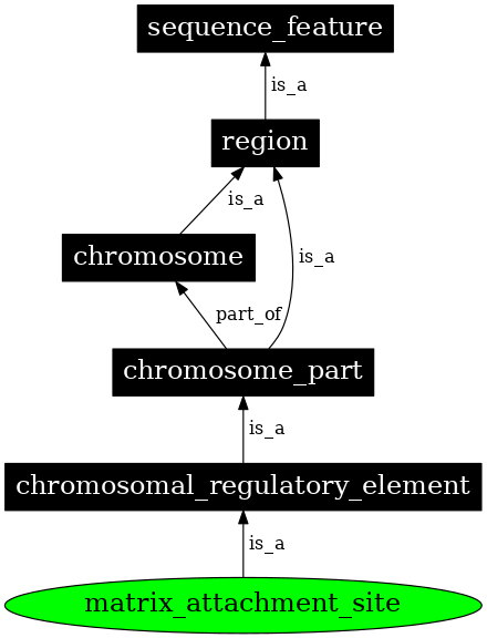 Graph image for SO:0000036